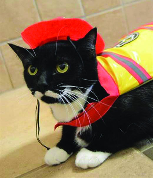 Pets of the Week